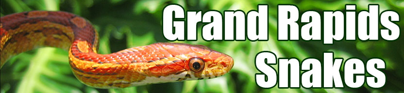 Grand Rapids snake
